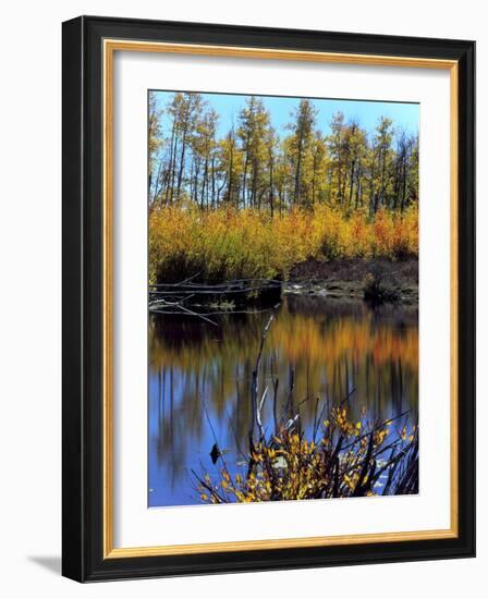 Utah. USA. Willows and Aspens in Autumn at Beaver Pond in Logan Canyon-Scott T. Smith-Framed Photographic Print