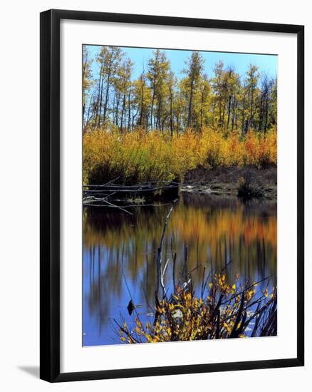 Utah. USA. Willows and Aspens in Autumn at Beaver Pond in Logan Canyon-Scott T. Smith-Framed Photographic Print