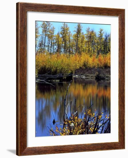 Utah. USA. Willows and Aspens in Autumn at Beaver Pond in Logan Canyon-Scott T. Smith-Framed Photographic Print