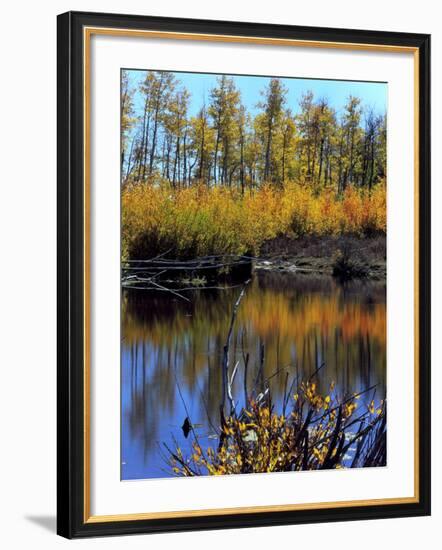 Utah. USA. Willows and Aspens in Autumn at Beaver Pond in Logan Canyon-Scott T. Smith-Framed Photographic Print