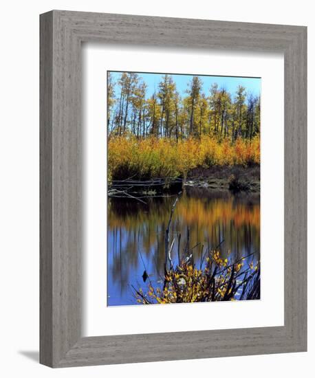 Utah. USA. Willows and Aspens in Autumn at Beaver Pond in Logan Canyon-Scott T. Smith-Framed Photographic Print