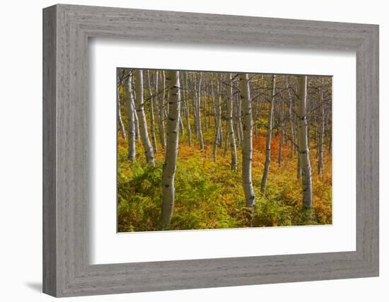 Utah, Wasatch Cache National Forest. Aspen Trees and Bracken Fern-Jaynes Gallery-Framed Photographic Print