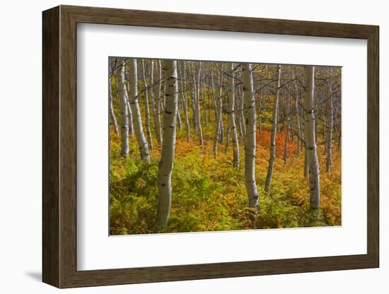 Utah, Wasatch Cache National Forest. Aspen Trees and Bracken Fern-Jaynes Gallery-Framed Photographic Print