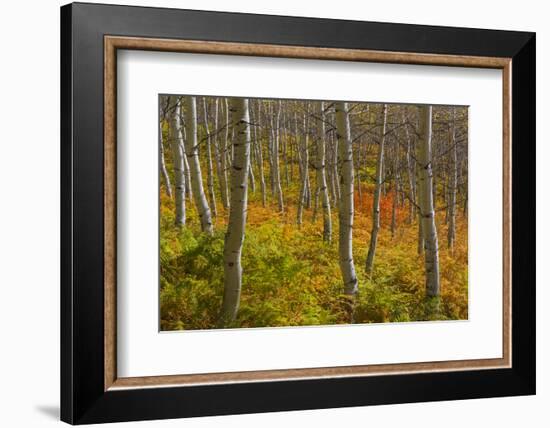 Utah, Wasatch Cache National Forest. Aspen Trees and Bracken Fern-Jaynes Gallery-Framed Photographic Print