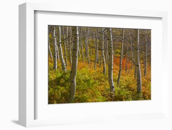 Utah, Wasatch Cache National Forest. Aspen Trees and Bracken Fern-Jaynes Gallery-Framed Photographic Print