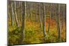 Utah, Wasatch Cache National Forest. Aspen Trees and Bracken Fern-Jaynes Gallery-Mounted Photographic Print