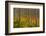 Utah, Wasatch Cache National Forest. Aspen Trees and Bracken Fern-Jaynes Gallery-Framed Photographic Print