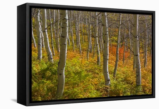 Utah, Wasatch Cache National Forest. Aspen Trees and Bracken Fern-Jaynes Gallery-Framed Premier Image Canvas