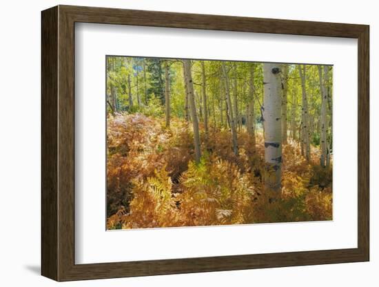 Utah, Wasatch Cache National Forest. Bracken Ferns and Aspen Trees-Jaynes Gallery-Framed Photographic Print