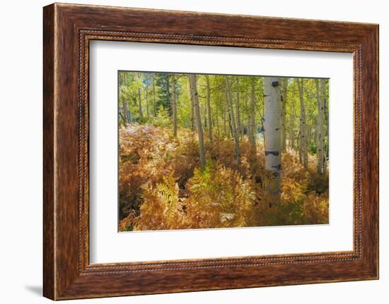 Utah, Wasatch Cache National Forest. Bracken Ferns and Aspen Trees-Jaynes Gallery-Framed Photographic Print