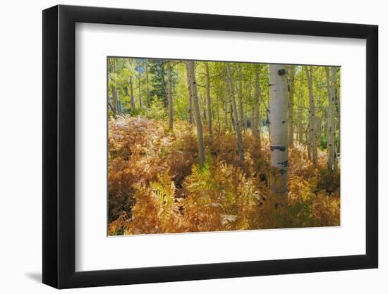 Utah, Wasatch Cache National Forest. Bracken Ferns and Aspen Trees-Jaynes Gallery-Framed Photographic Print