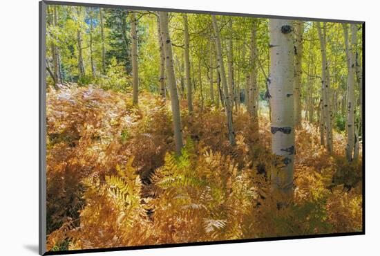 Utah, Wasatch Cache National Forest. Bracken Ferns and Aspen Trees-Jaynes Gallery-Mounted Photographic Print