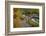 Utah, Wasatch Cache National Forest. Bridge over Stream-Jaynes Gallery-Framed Photographic Print