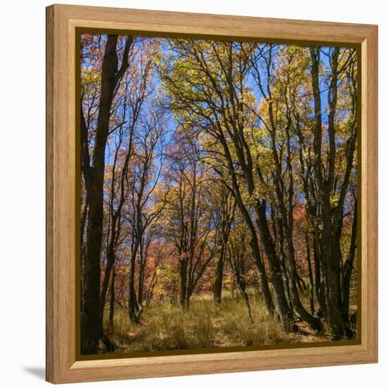 Utah, Wasatch Cache National Forest. Fall Maple Trees-Jaynes Gallery-Framed Premier Image Canvas