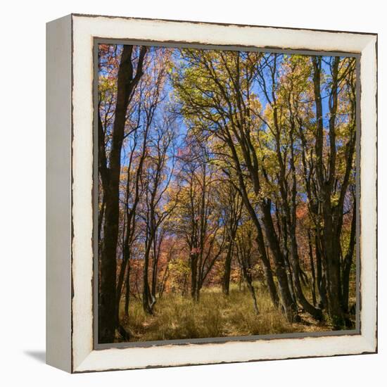 Utah, Wasatch Cache National Forest. Fall Maple Trees-Jaynes Gallery-Framed Premier Image Canvas