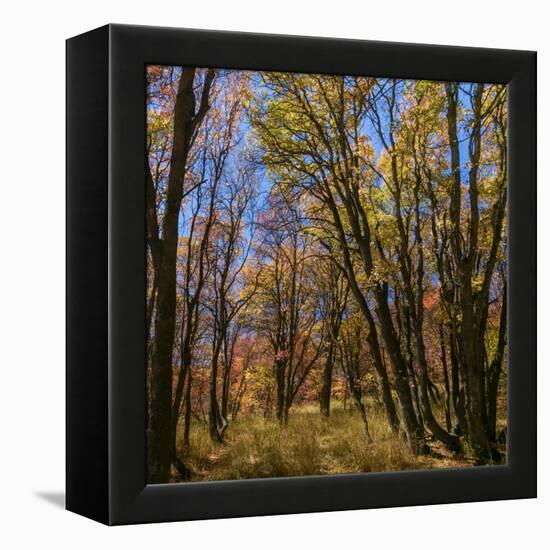 Utah, Wasatch Cache National Forest. Fall Maple Trees-Jaynes Gallery-Framed Premier Image Canvas