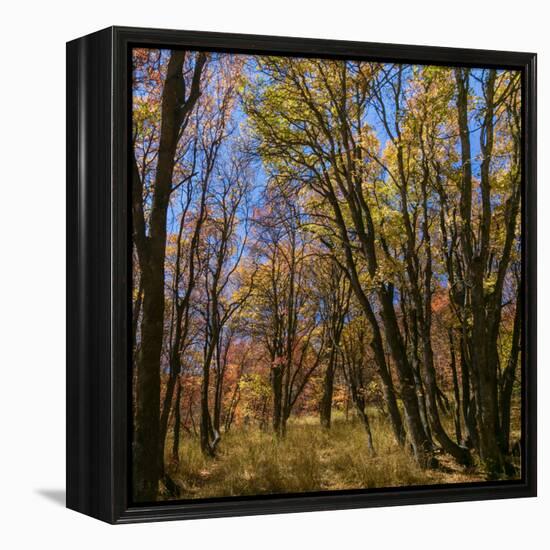 Utah, Wasatch Cache National Forest. Fall Maple Trees-Jaynes Gallery-Framed Premier Image Canvas