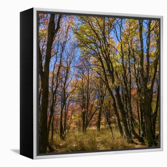 Utah, Wasatch Cache National Forest. Fall Maple Trees-Jaynes Gallery-Framed Premier Image Canvas