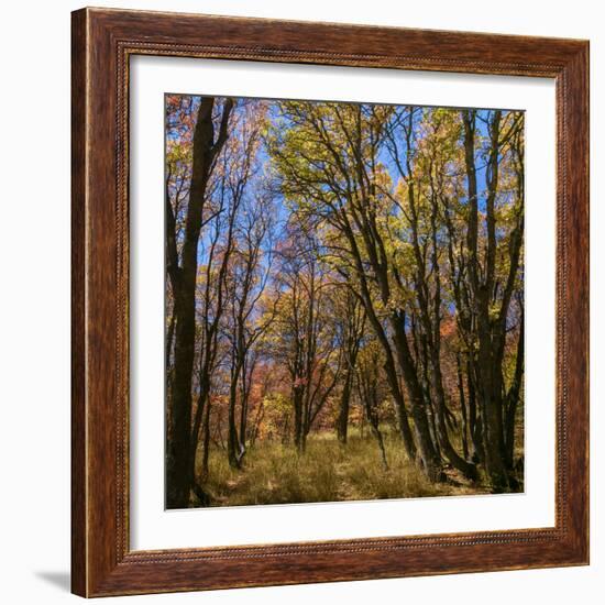 Utah, Wasatch Cache National Forest. Fall Maple Trees-Jaynes Gallery-Framed Photographic Print