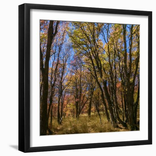 Utah, Wasatch Cache National Forest. Fall Maple Trees-Jaynes Gallery-Framed Photographic Print