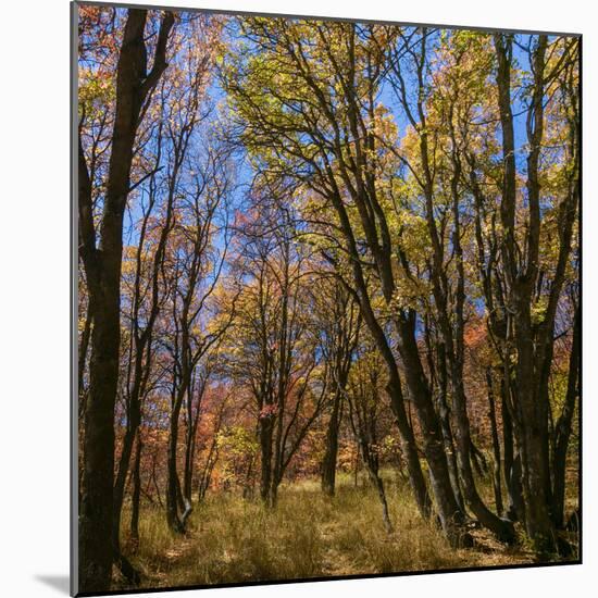 Utah, Wasatch Cache National Forest. Fall Maple Trees-Jaynes Gallery-Mounted Photographic Print