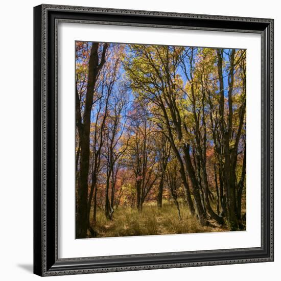 Utah, Wasatch Cache National Forest. Fall Maple Trees-Jaynes Gallery-Framed Photographic Print