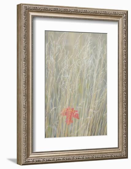 Utah, Wasatch Cache National Forest. Maple Leaf in Fall Grasses-Jaynes Gallery-Framed Photographic Print