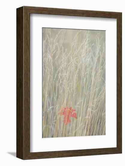 Utah, Wasatch Cache National Forest. Maple Leaf in Fall Grasses-Jaynes Gallery-Framed Photographic Print