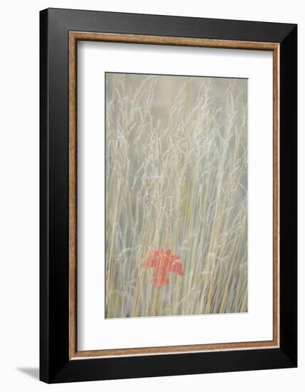 Utah, Wasatch Cache National Forest. Maple Leaf in Fall Grasses-Jaynes Gallery-Framed Photographic Print