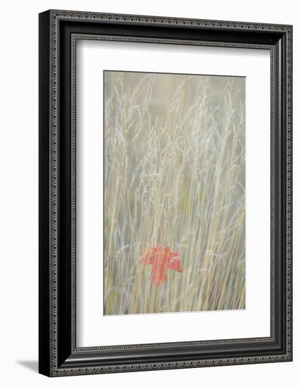 Utah, Wasatch Cache National Forest. Maple Leaf in Fall Grasses-Jaynes Gallery-Framed Photographic Print