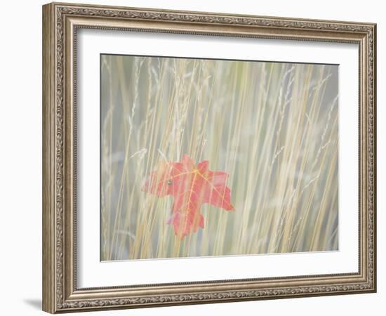 Utah, Wasatch Cache National Forest. Maple Leaf in Fall Grasses-Jaynes Gallery-Framed Photographic Print