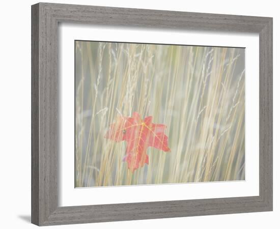 Utah, Wasatch Cache National Forest. Maple Leaf in Fall Grasses-Jaynes Gallery-Framed Photographic Print