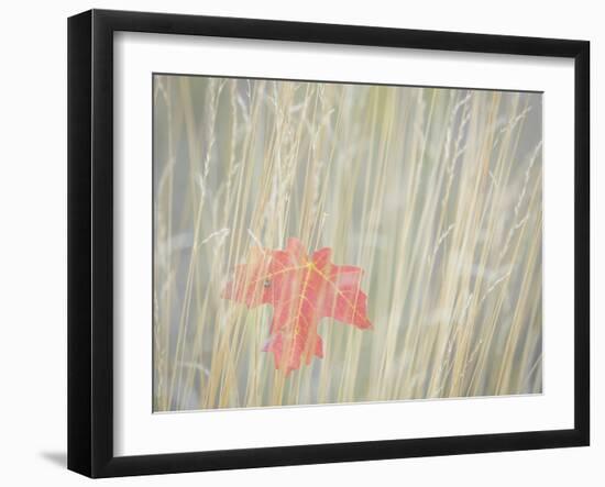 Utah, Wasatch Cache National Forest. Maple Leaf in Fall Grasses-Jaynes Gallery-Framed Photographic Print