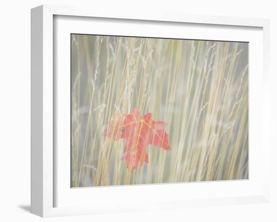 Utah, Wasatch Cache National Forest. Maple Leaf in Fall Grasses-Jaynes Gallery-Framed Photographic Print