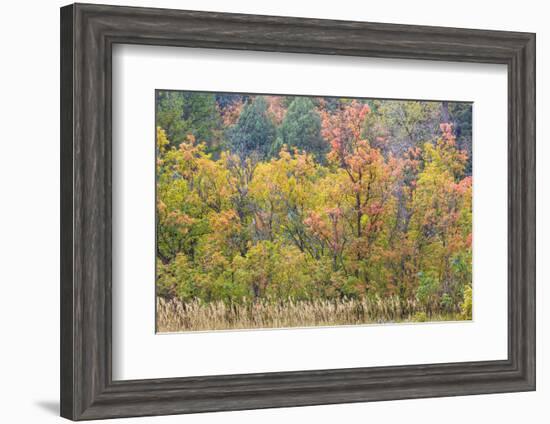 Utah, Wasatch Mountains. Autumn Maples in Logan Canyon-Jaynes Gallery-Framed Photographic Print