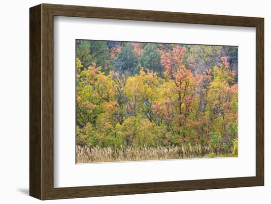 Utah, Wasatch Mountains. Autumn Maples in Logan Canyon-Jaynes Gallery-Framed Photographic Print