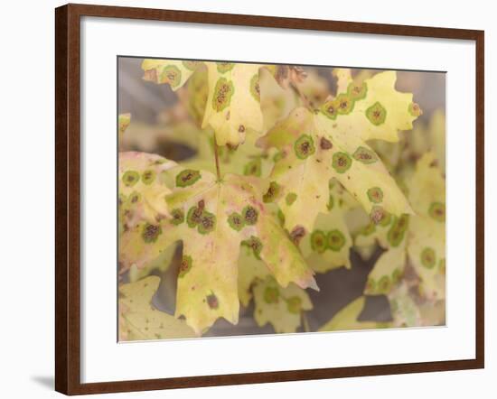 Utah, Wasatch Mountains. Close-Up of Maple Leaves-Jaynes Gallery-Framed Photographic Print