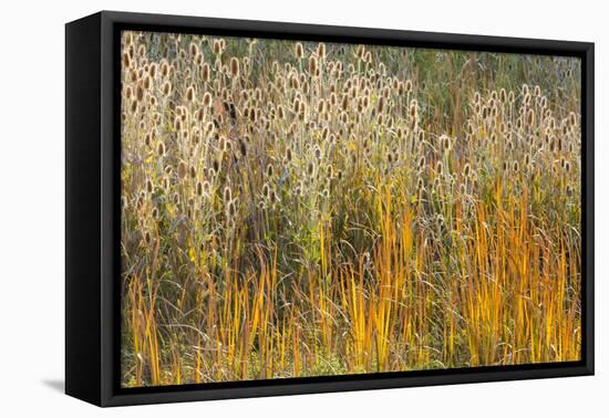 Utah, Wasatch Mountains. Teasel Weeds and Cattails-Jaynes Gallery-Framed Premier Image Canvas