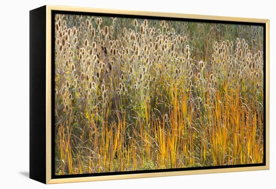 Utah, Wasatch Mountains. Teasel Weeds and Cattails-Jaynes Gallery-Framed Premier Image Canvas
