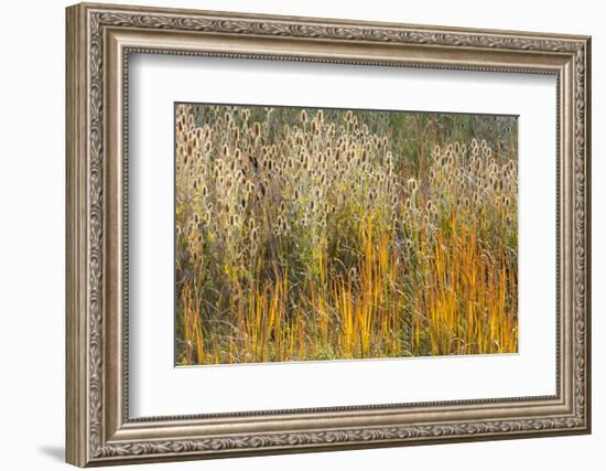 Utah, Wasatch Mountains. Teasel Weeds and Cattails-Jaynes Gallery-Framed Photographic Print