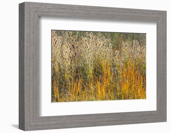 Utah, Wasatch Mountains. Teasel Weeds and Cattails-Jaynes Gallery-Framed Photographic Print