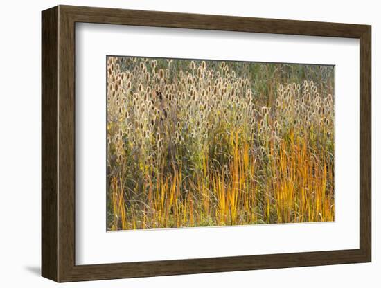 Utah, Wasatch Mountains. Teasel Weeds and Cattails-Jaynes Gallery-Framed Photographic Print