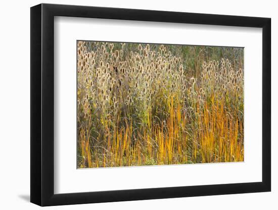 Utah, Wasatch Mountains. Teasel Weeds and Cattails-Jaynes Gallery-Framed Photographic Print