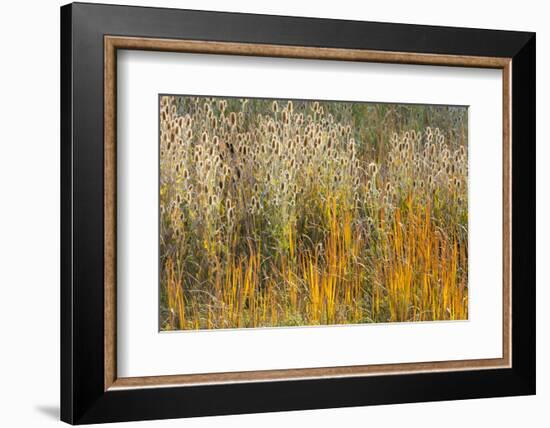 Utah, Wasatch Mountains. Teasel Weeds and Cattails-Jaynes Gallery-Framed Photographic Print