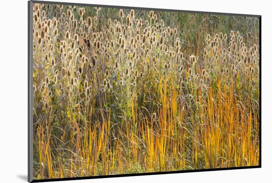 Utah, Wasatch Mountains. Teasel Weeds and Cattails-Jaynes Gallery-Mounted Photographic Print