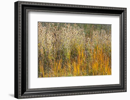Utah, Wasatch Mountains. Teasel Weeds and Cattails-Jaynes Gallery-Framed Photographic Print