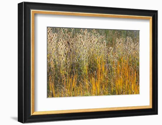 Utah, Wasatch Mountains. Teasel Weeds and Cattails-Jaynes Gallery-Framed Photographic Print