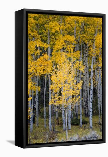 Utah. Yellow Aspen, Flaming Gorge National Recreation Area-Judith Zimmerman-Framed Premier Image Canvas