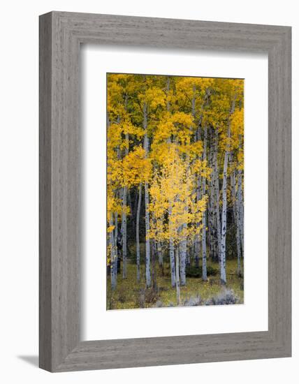 Utah. Yellow Aspen, Flaming Gorge National Recreation Area-Judith Zimmerman-Framed Photographic Print