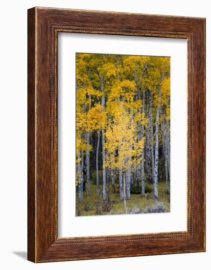 Utah. Yellow Aspen, Flaming Gorge National Recreation Area-Judith Zimmerman-Framed Photographic Print